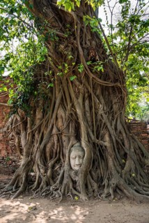 Buddha head statue in bodhi tree (Ficus religiosa) roots