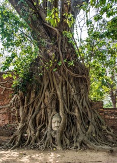 Buddha head statue in bodhi tree (Ficus religiosa) roots