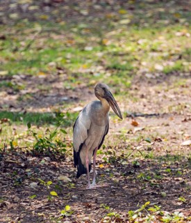 Asian openbill or Asian open bill stork (Anastomus oscitans)