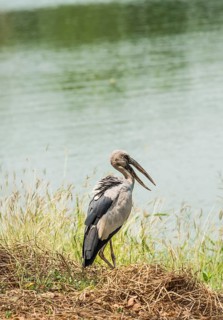Asian openbill or Asian openbill stork (Anastomus oscitans) standing by water