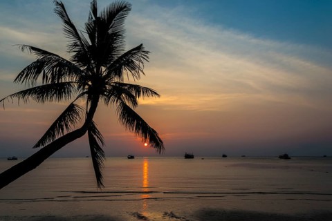 Palm tree by sea at sunset