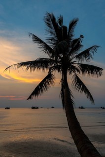 Palm tree by sea at sunset