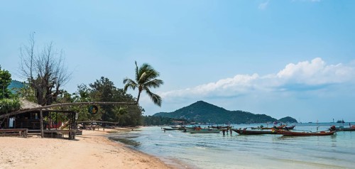 Palm tree on sandy beach