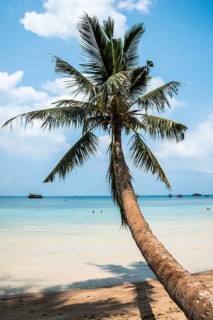 Palm on sandy beach