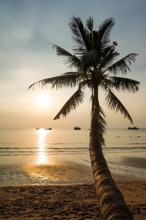 Palm