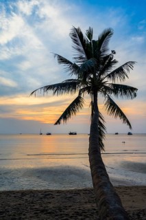 Palm tree at sunset