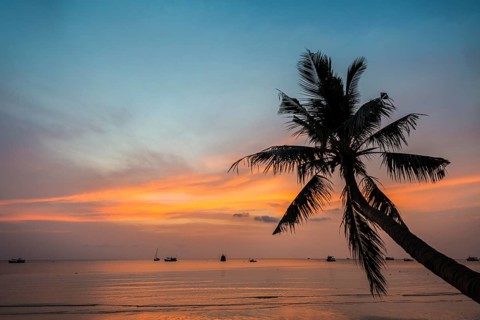 Palm tree at sunset