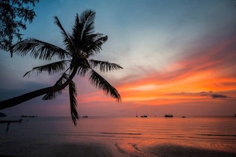 Palm tree at sunset