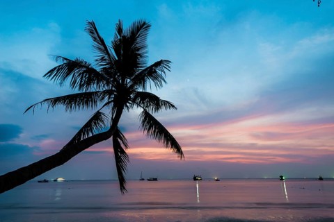 Palm tree at sunset