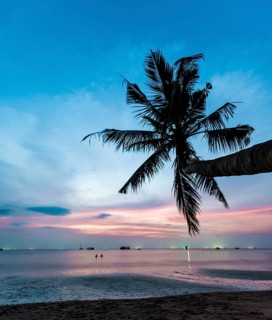 Palm tree at sunset