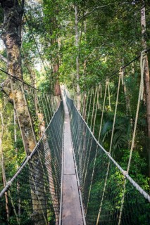 Suspension bridge in the jungle