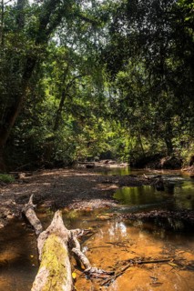 Small jungle stream