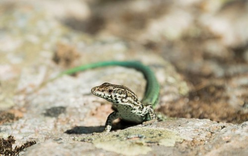 Tyrrhenian wall lizard (Podarcis Tiliguerta) on a stone