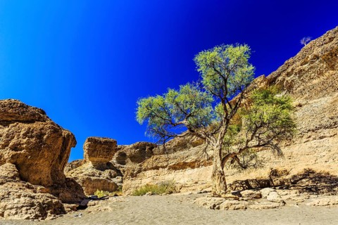 Camel thorn (Acacia erioloba) in Sesriem Canyon