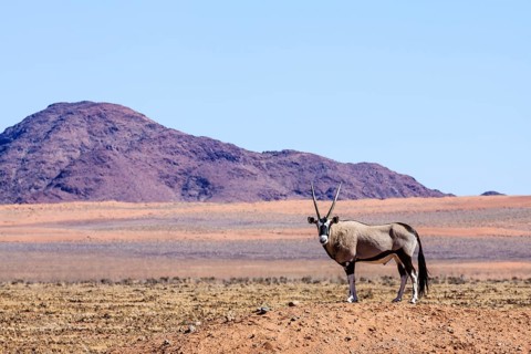 Gemsbock or gemsbuck (Oryx gazella) in Namib Naukluft Park