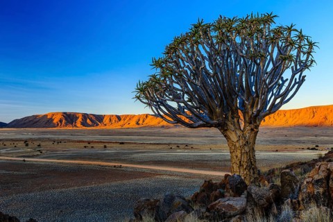 Quiver tree or kokerboom (Aloe dichotoma) in front of Rooirand mountains in evening light