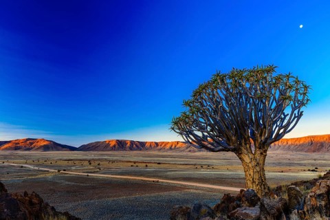 Quiver tree or kokerboom (Aloe dichotoma) in front of Rooirand mountains in evening light
