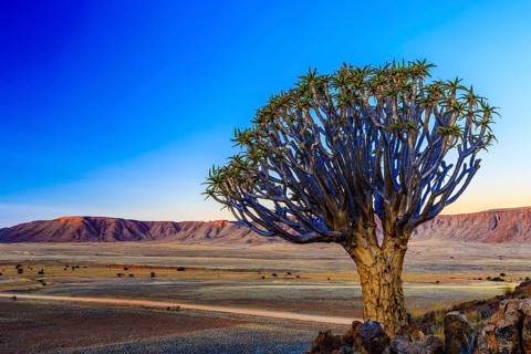 Quiver tree or kokerboom (Aloe dichotoma) in front of Rooirand mountains in evening light