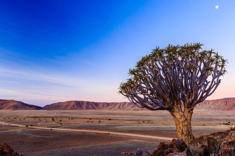 Quiver tree or kokerboom (Aloe dichotoma) in front of Rooirand mountains