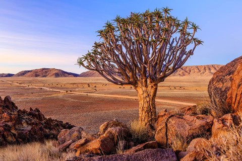 Quiver tree or kokerboom (Aloe dichotoma) in front of Rooirand mountains