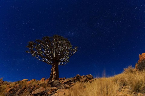 Quiver tree or kokerboom (Aloe dichotoma) in front of starry night sky