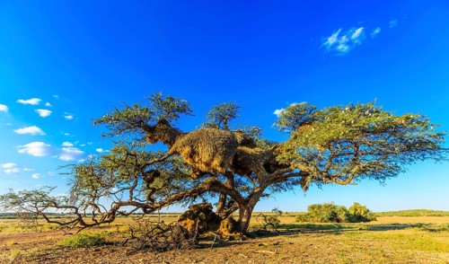 Camel thorn tree with nests of Sociable Weavers (Philetairus socius)