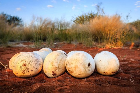 Nest with ostrich eggs in the red sand