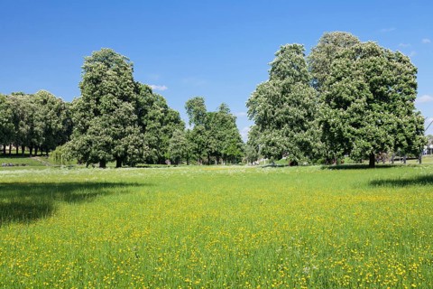 Rosenstein Park in the spring