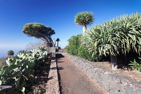 Canary Islands dragon tree (Dracaena draco)