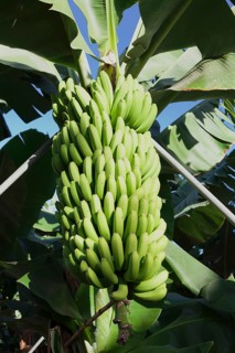 Canary banana (Musa sp.)