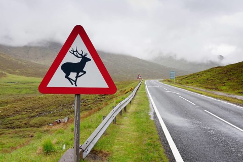 Attention deer crossing road sign