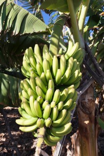 Canary banana (Musa sp.)