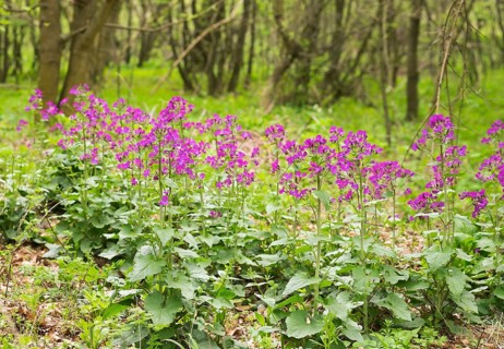 Dame's Rocket (Hesperis matronalis)