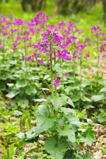 Dame's Rocket (Hesperis matronalis)