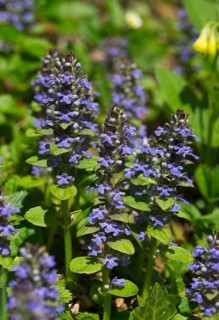 Bugleweed (Ajuga reptans)