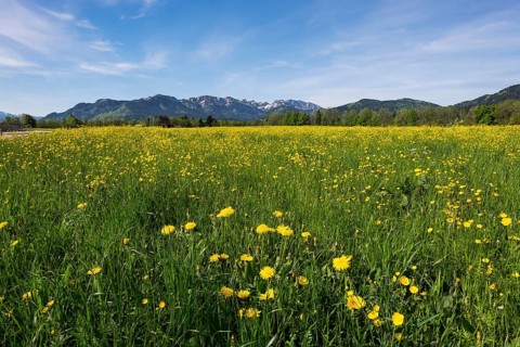 Spring meadow with dandelions and buttercups
