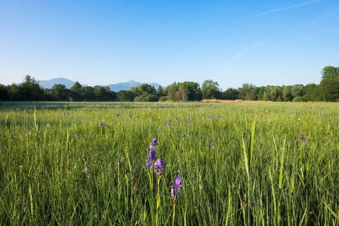 Siberian iris (Iris sibirica) on bog meadow