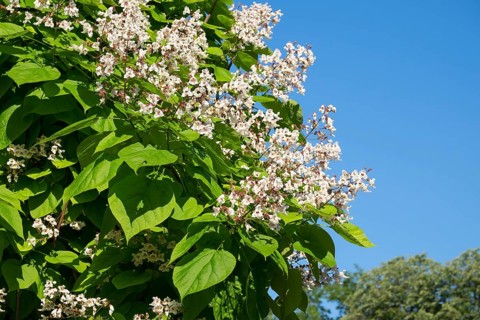 Blossoming Southern Catalpa (Catalpa bignonioides)