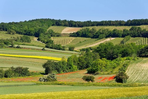 Landscape of fields and vineyard