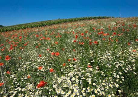 Flower meadow with poppies (Papaver rhoeas) and daisies (Leucanthemum)
