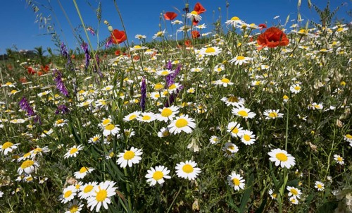 Flower meadow with poppies (Papaver rhoeas) and daisies (Leucanthemum)