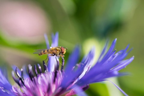 Hoverfly (Epistrophe sp) on flower of perennial cornflower (Centaurea montana)