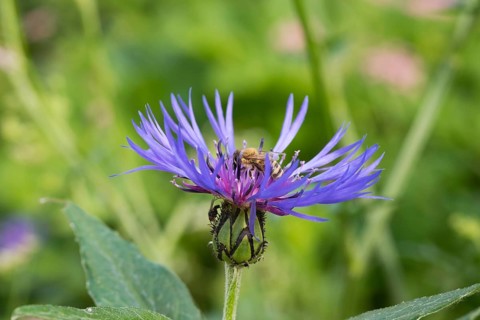 Honeybee (Apis mellifera) on perennial cornflower (Centaurea montana)