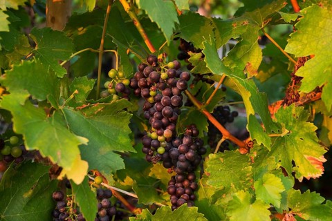 Red grapes on the vine