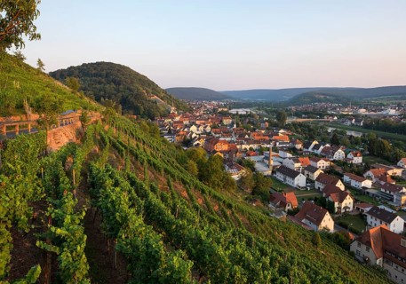 Vineyard on Schlossberg or Castle Hill