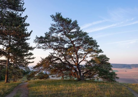Road and pine trees in the Grainberg-Kalbenstein nature reserve