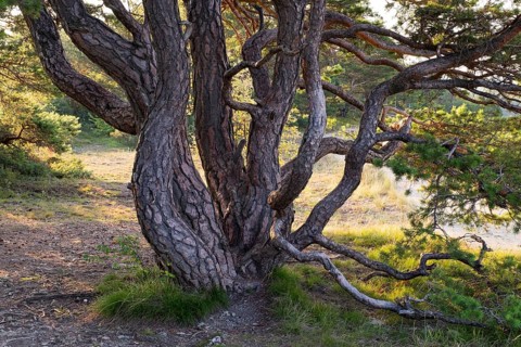 Old pine tree in the Grainberg-Kalbenstein nature reserve