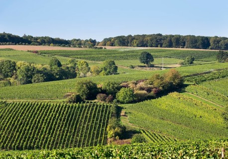 Vineyards near Escherndorf