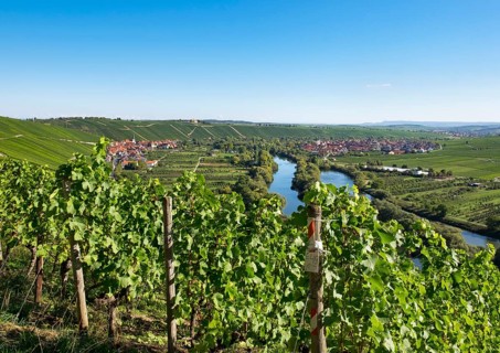 Vineyard by the Main