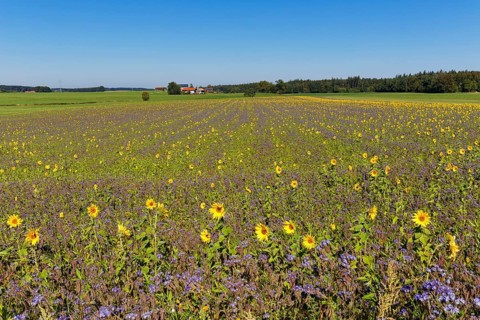 Field of sunflowers (Helianthus) and lacy phacelia (Phacelia tanacetifolia)